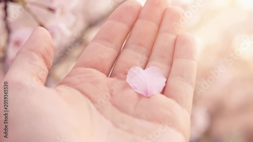 Hand cradles a single pink cherry blossom petal. Soft background features blooming pink flowers and warm light. Person's calm gesture shows quiet appreciation. Ideal for spring events or nature themes
