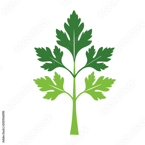 Flat design parsley leaf with transparent background