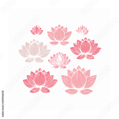 Pink lotus flowers line art illustration