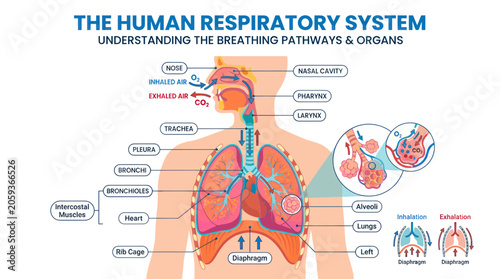 Foto Human respiratory system anatomy with lungs and breathing pathways