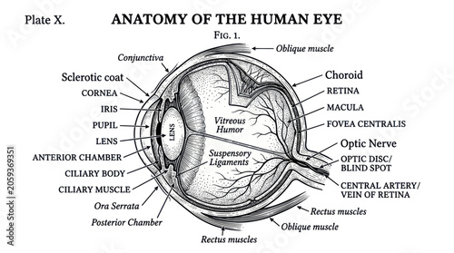 Foto Vintage diagram of human eye anatomy with detailed scientific labels