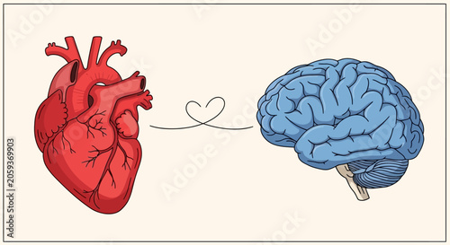 Anatomical heart and brain connected by a thin heart line.