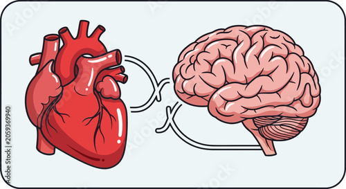 Anatomical heart and brain connected by circular lines.
