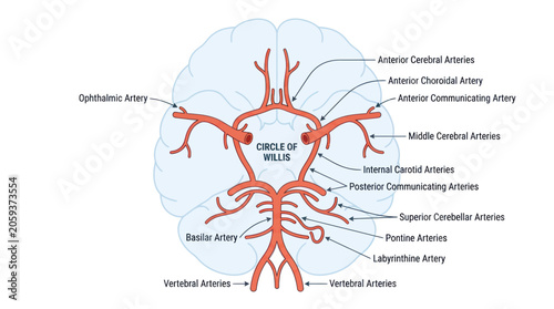 Canvas Print Anatomy diagram of the brain arterial blood supply system