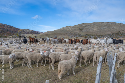 Sheep farm Patagonia Cerro Castillio