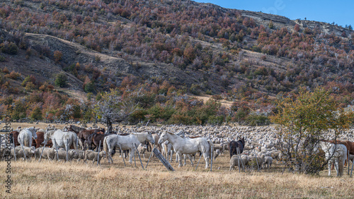 Sheep farm Patagonia Cerro Castillio