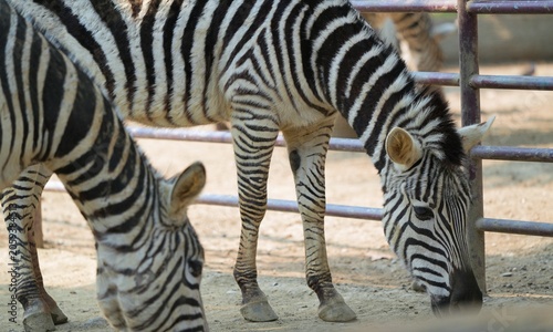 zebra grazing in its natural habitat, two zebra eating in the afternoon