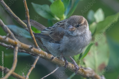 Black Chinned Sparrow perched on a branch