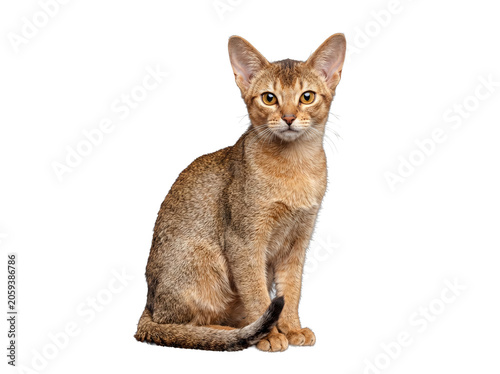 Obraz na płótnie Exotic Abyssinian cat, fawn cinnamon colored, sitting gracefully and looking towards the camera