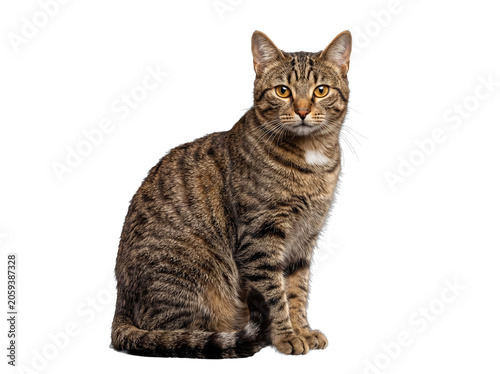 Fotografie Graceful brown tabby cat with bright amber eyes sitting composedly