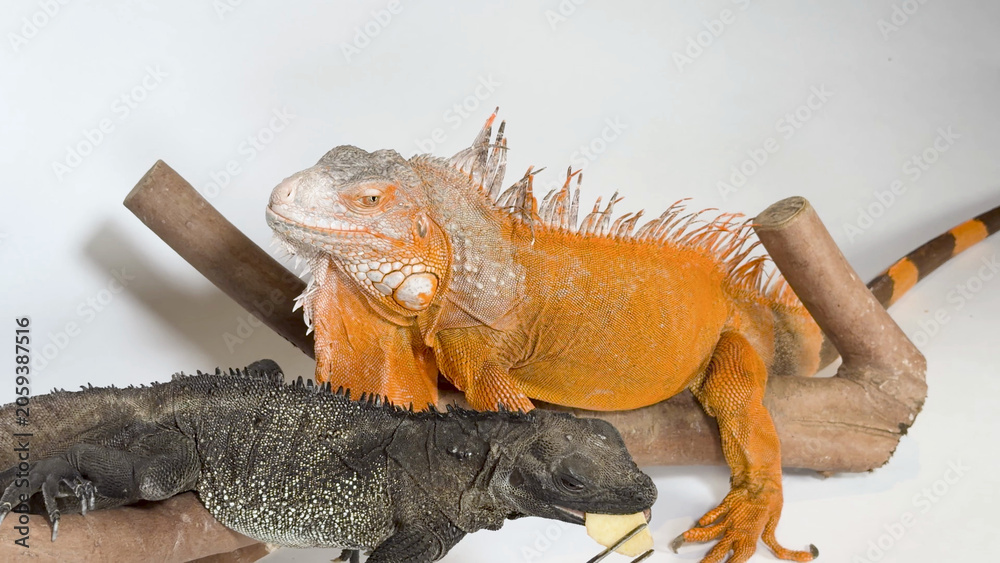 Naklejka premium Orange and Black Iguanas on Branch in White Studio Setting