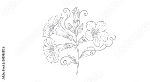 Trumpet Vine Flower Line Art Illustration