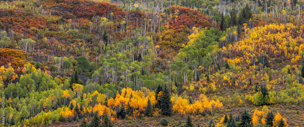Fototapeta premium Autumn mountain forest showing colorful aspen trees changing foliage in Colorado