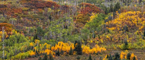Panel kuchenny z motywem Autumn mountain forest showing colorful aspen trees changing foliage in Colorado