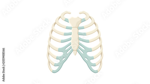 Tableau sur toile Human Sternum Breastbone with Costal Cartilages