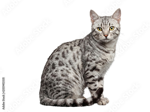Foto Striking purebred silver spotted tabby cat sits calmly, looking at the camera