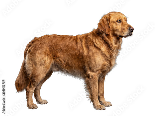 Tableau sur toile Regal Golden Retriever dog standing gracefully in profile, observing something with keen interest