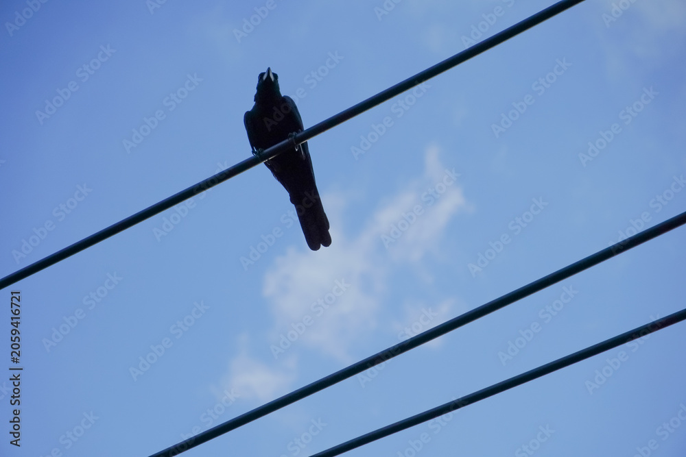 Obraz premium Silhouette of a bird perched on power lines against a bright blue sky with clouds