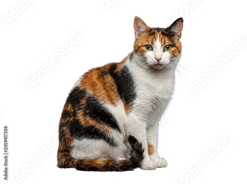 Konstfotografi Calico cat with vibrant green eyes sitting attentively, looking directly forward, isolated on a transparent background