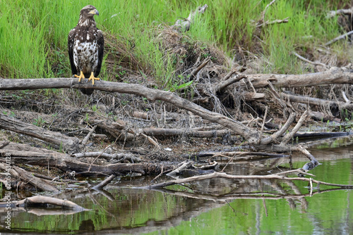 A juvenile bald eagle (Haliaeetus leucocephalus) perched on a deadfall near a remote Alaska stream.