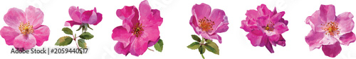 pink flower isolated on white background