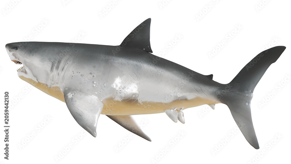 Fototapeta premium Great White Shark swimming gracefully