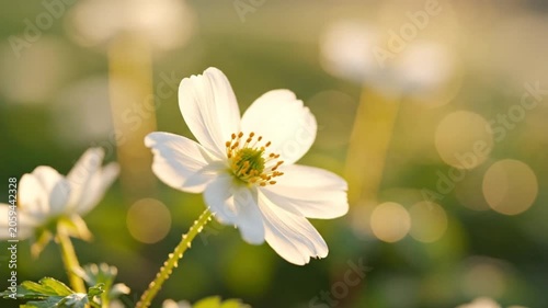 Delicate white wildflower blooming in soft golden sunlight with a blurred bokeh background of green foliage