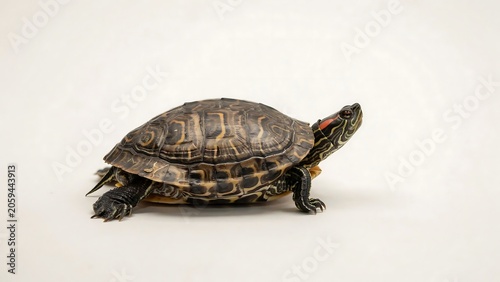 Close-up Side View of Wild Turtle Walking on White Background in Natural Light