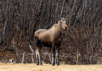 Moose Cow Making Direct Eye Contact in the Thickets Near Homer Spit, Alaska