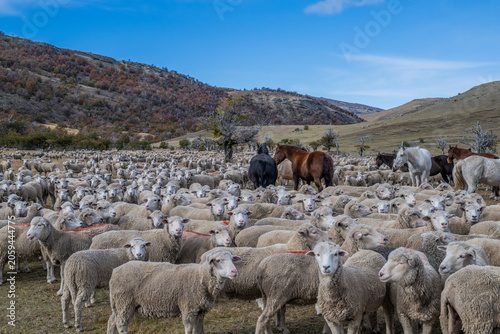 Sheep farm Patagonia Cerro Castillio