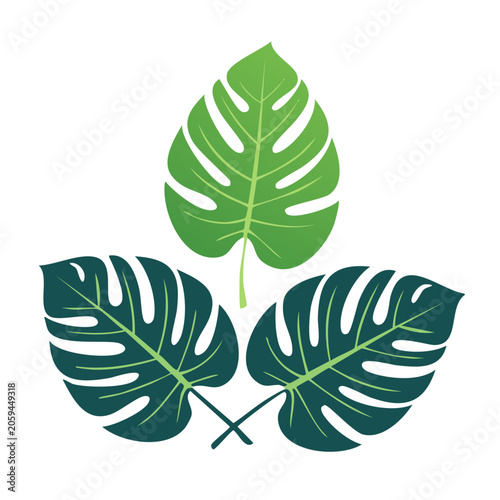 Monstera Leaves Flat Design Illustration