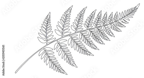 Black and white fern leaf botanical line drawing.