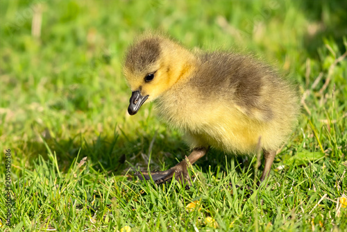 Fotografie Canada Gosling in the Grass