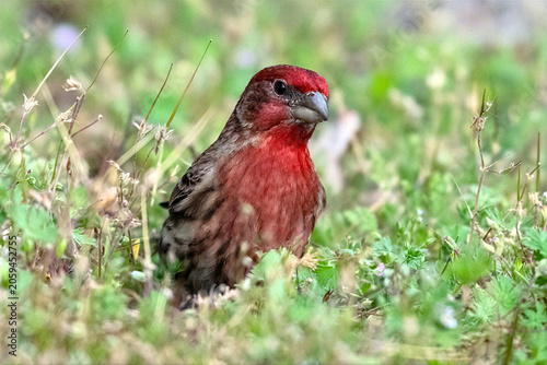 Male House Finch in the Grass