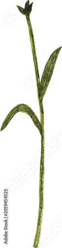 Obraz na plátně Gouache hand-painted green flower stem with leaves and calyx tip, transparent PN