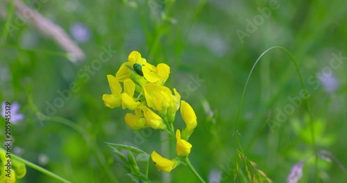 Flowers of Lathyrus pratensis (Meadow Vetchling)