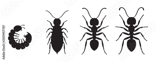 Foto Complete insect metamorphosis stages featuring ant larva pupa and adult silhouettes for science projects