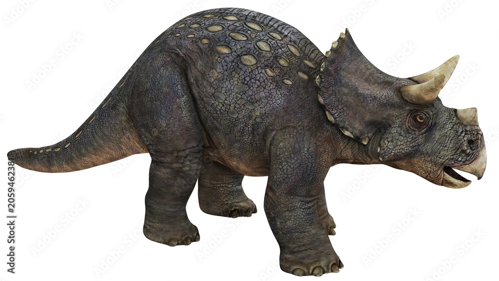 Fototapeta premium Realistic triceratops dinosaur illustration.