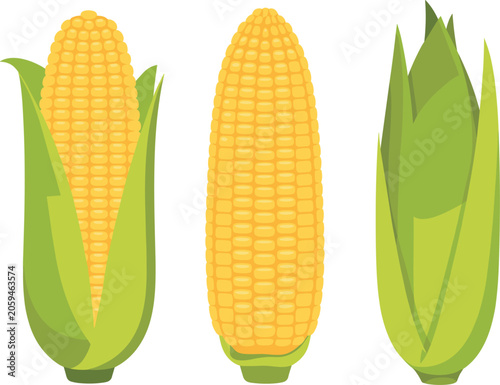 Foto Fresh sweet corn vector illustration, organic maize vegetable isolated on white