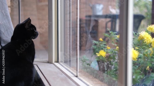 A black cat sits attentively beside glass window, gazing outward a suburban garden. Concept of indoor pet,  everyday home life, a peaceful moment and the longing for the outside world.