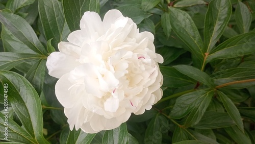 white peony in the garden