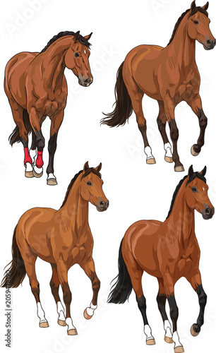 Beautiful brown horse running vector illustration set, realistic bay stallion characters collection for equestrian design