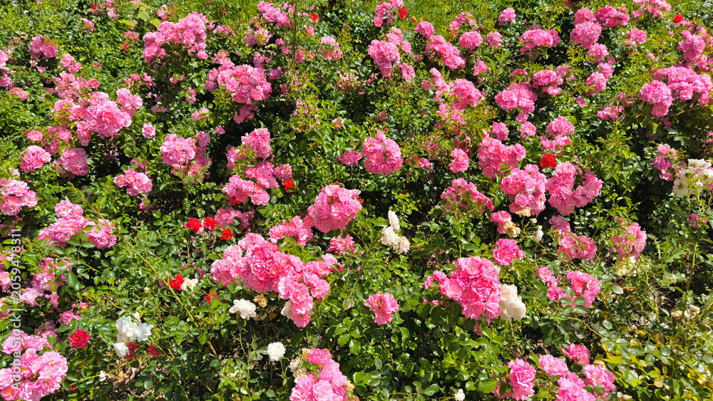 Fototapeta premium Vibrant Rose Garden Full of Pink, Red and White Roses in Full Bloom on Sunny Summer Day