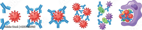 Photos Antibody Immune Response Process showing Neutralization and Phagocytosis of Viru