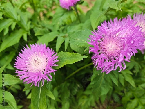 Fotografía Beautiful blooming pink cornflowers in a green garden.