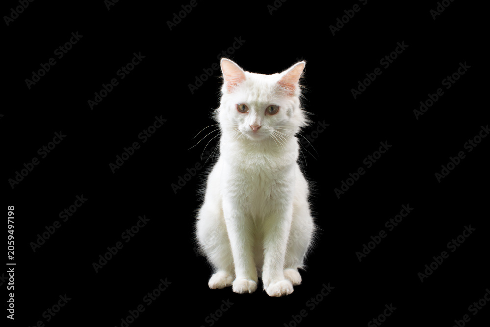 Fototapeta premium Beautiful domestic white cat isolated on black background, elegant portrait of purebred angora or persian cat in low key studio