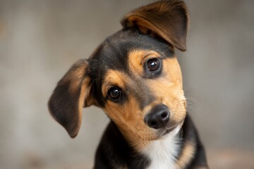 Cute puppy looking at camera with head tilt. Small dog with floppy ear showing curious emotion. Adorable domestic pet expressing wonder and interest. Animal portrait for pet care concept.