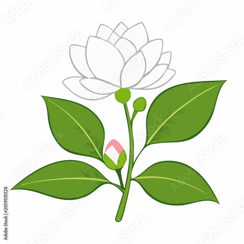Illustration of a White Camellia Flower and Buds