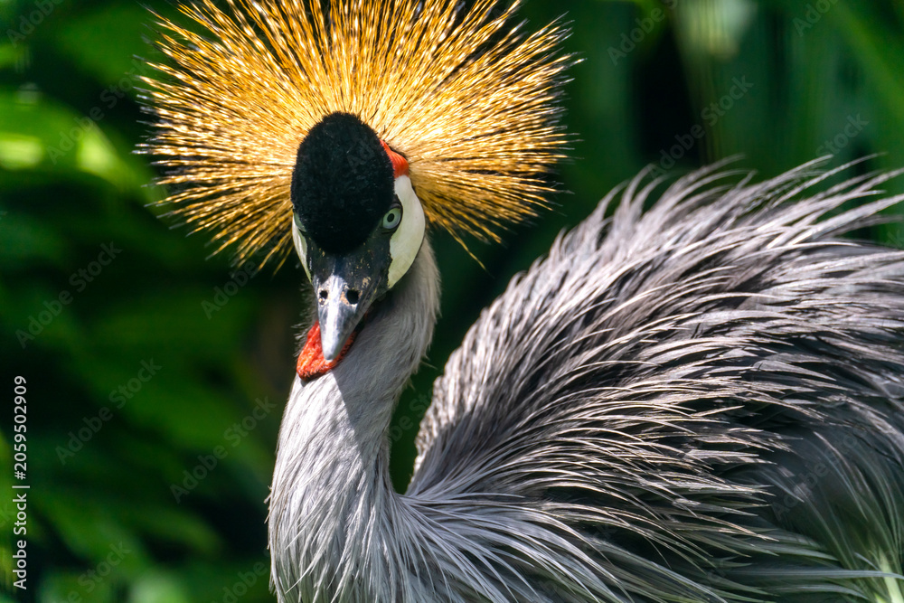Obraz premium Black Crowned-Crane (balearica pavonina) at the Panaʻewa Rainforest Zoo and Gardens in Hilo (Big Island) 