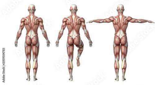 three hyper-realistic 3d anatomical models of the adult male muscular system side-by-side, posterior view, emphasizing back and leg muscles, isolated on a transparent background. Definitive medical
